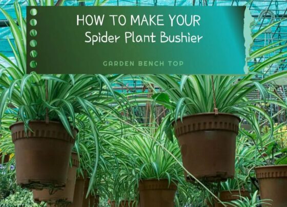 Learn 5 Steps to Set Up Spider Plant Bushier at Home!